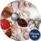 Selected Shells - Value Pack